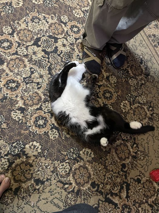 Отдам котика в добрые руки