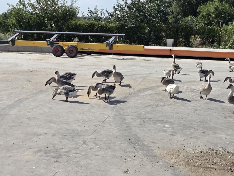 Gaste lesesti de vanzare