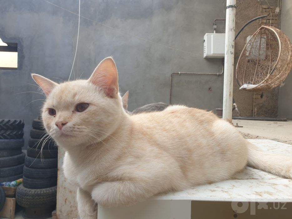 Мушуклар сотилади