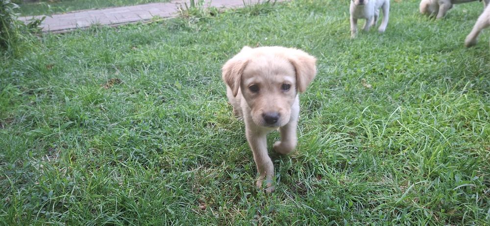 Ofer spre adopție căței Labrador.GRATIS