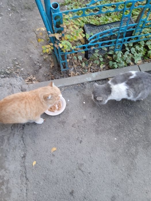 Отдам в добрые руки