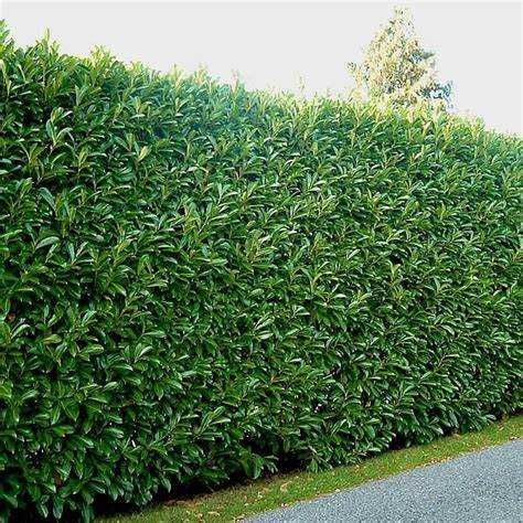 Laur englezesc ,puiet de prunus laurocerasus
