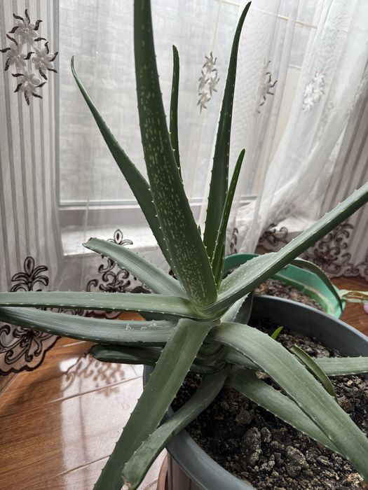 Продам домашнние цветы