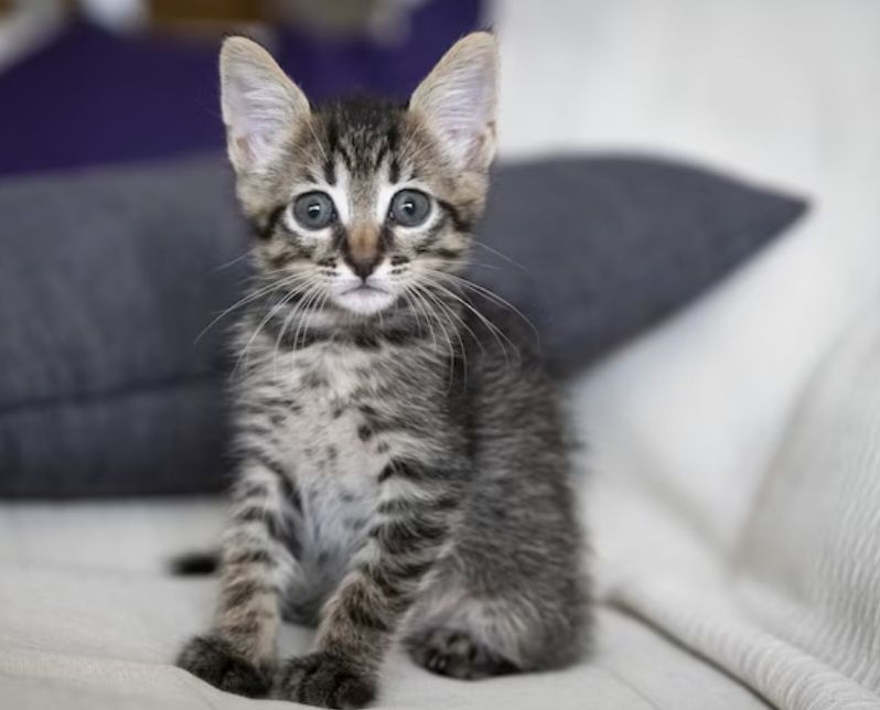 Дарю котят с доставкой