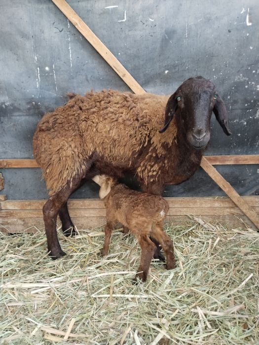 Барашка и сыновья