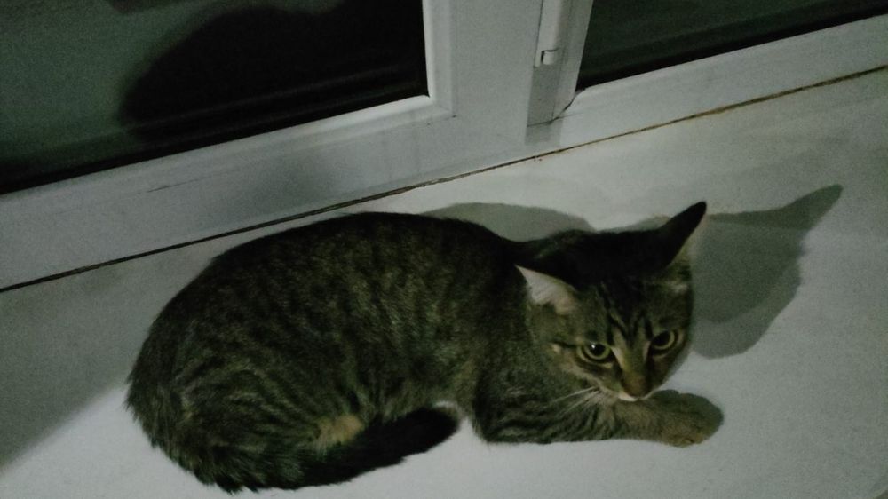 Отдам в хорошие руки