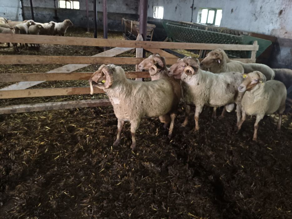 Berbeci de vânzare – sănătoși, genetică bună, potriviți pentru reprodu