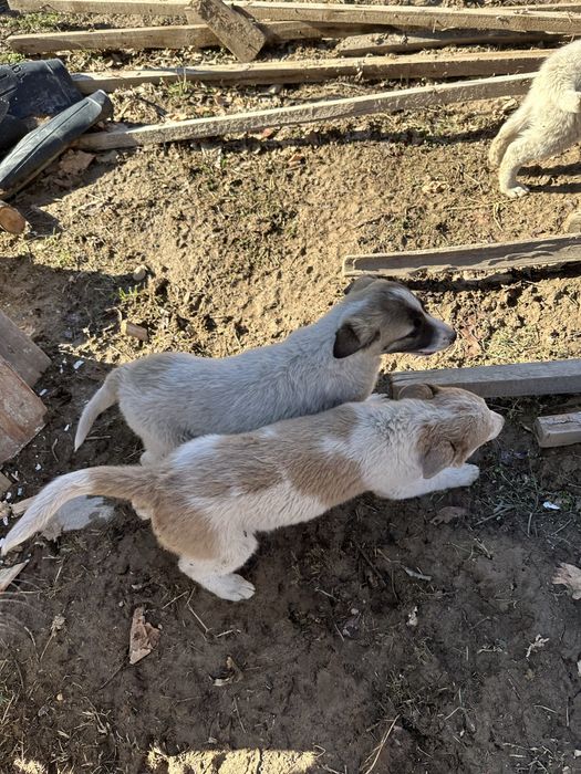 Щенки бесплатно .