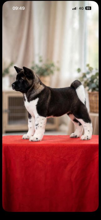 Femela Akita American cu Pedigree