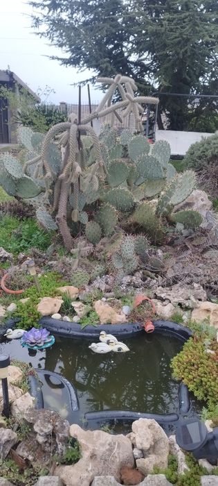 Студоустойчиви кактуси опунция