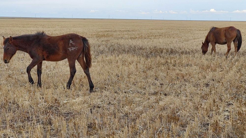 Биелер мен жабағылар сатылады