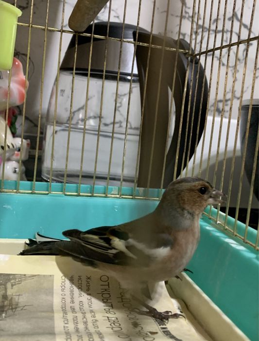 Обмен зяблика на канарейку певчую