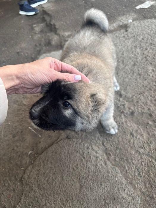 Продажа щенка Кавказкой овчарки