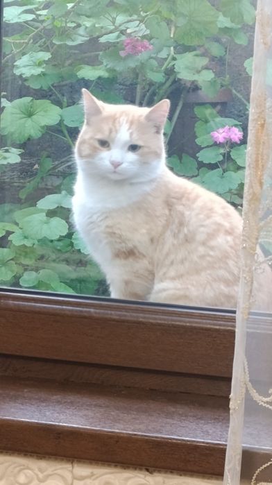 Отдам кота в добрые руки