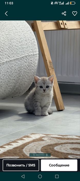 Котёнок мальчик приучиный к лотку