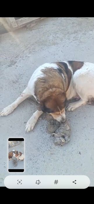 Отдам даром суку САО