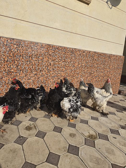 Петух, петух, петух