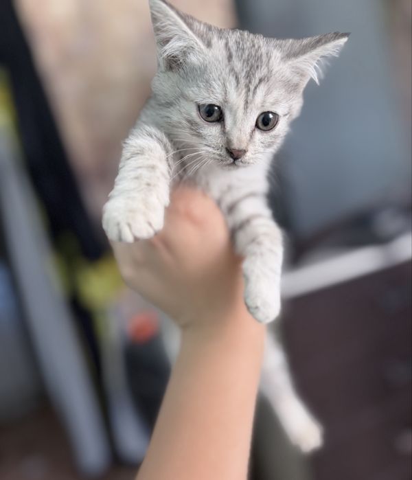 Котята. Девочки.
