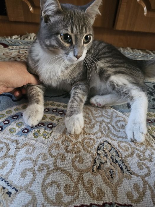 Котёнок очень красивый