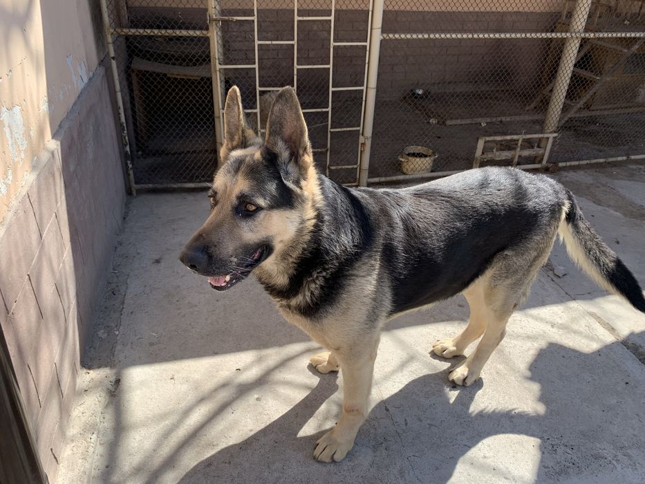 Овчарка! Восточна Европейская! Кабель!