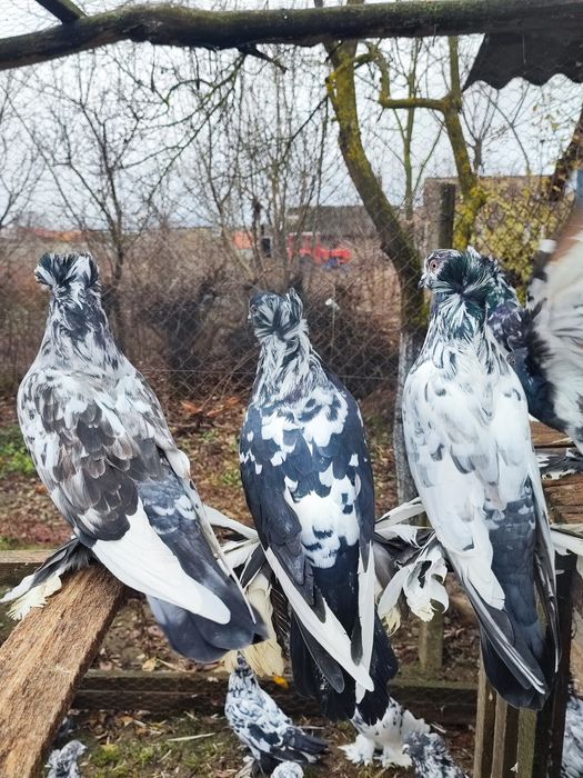 Porumbei uriași maghiari de vânzare