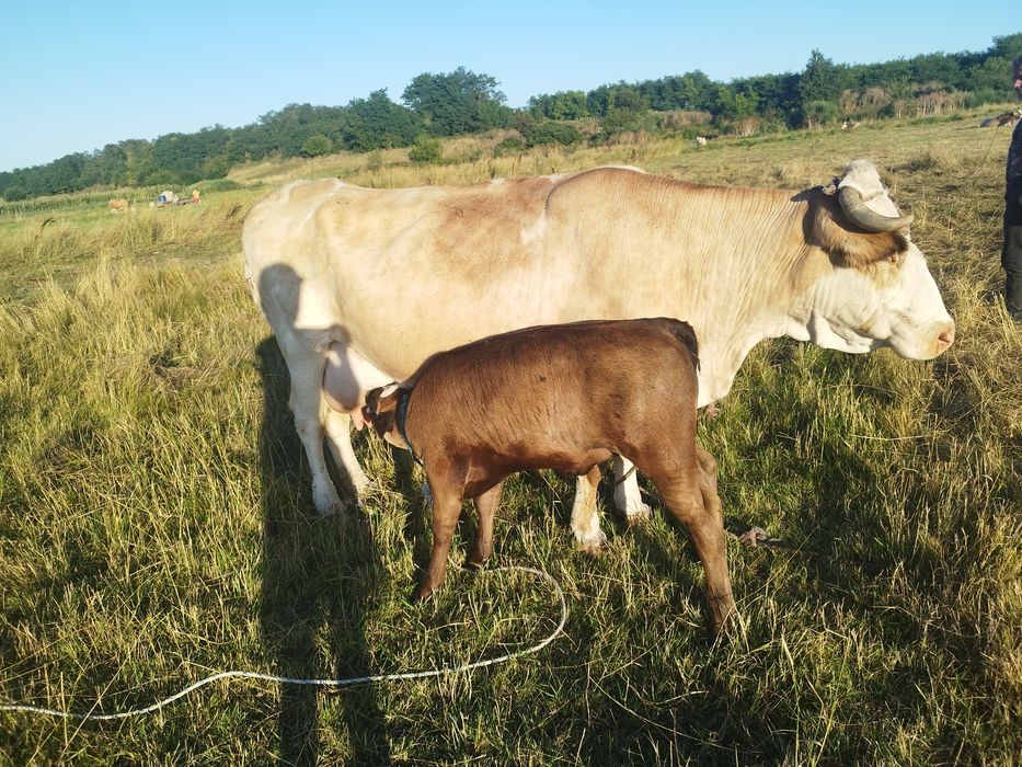 vaca de vanzare.