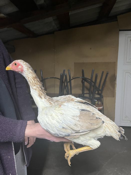 продам курочек.