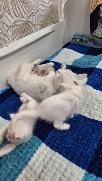 Отдам котят в добрые руки. Девочку и мальчика