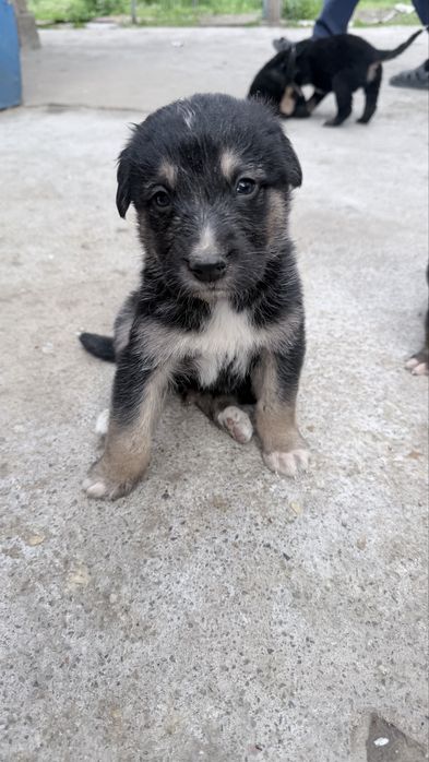 Ротивер породистые щенки