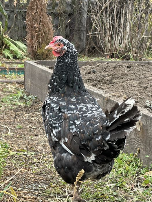 Инкубационое домащнее яйцо.