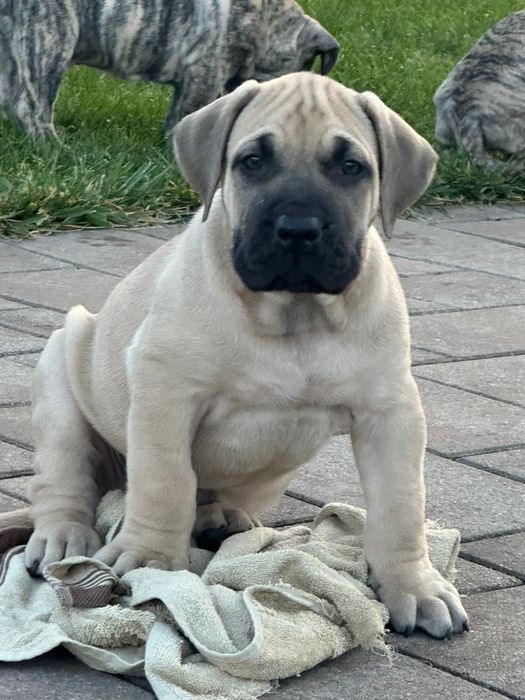 Presa Canario, Pedigree FCI tip A, Părinți Campioni,