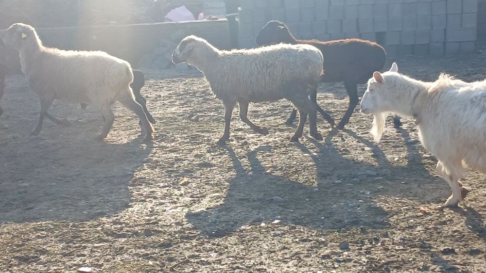 Қой сатылады туркестан қаласы