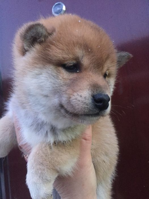 сибы разного окраса и возраста