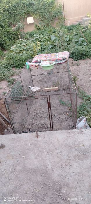 Tovuq va joja boqish uchun yozgi katak