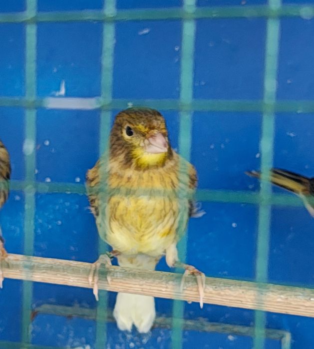 Canari de vânzare.