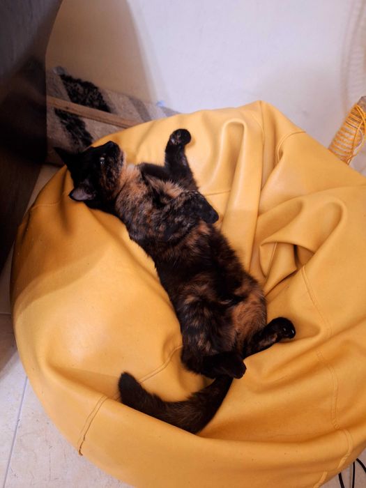 Това коте търси своя дом! Подарявам.