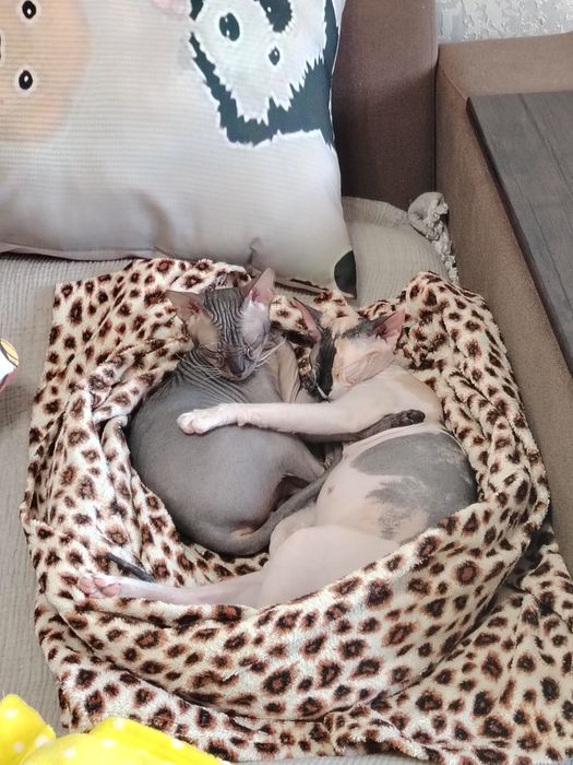 Подам сфинксов. 2 мальчика 2 девочки.