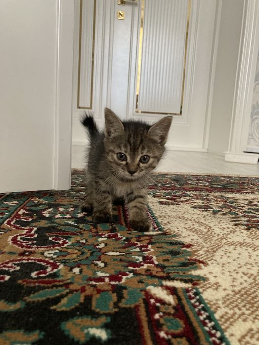 Отдам кошку в хорошие руки.