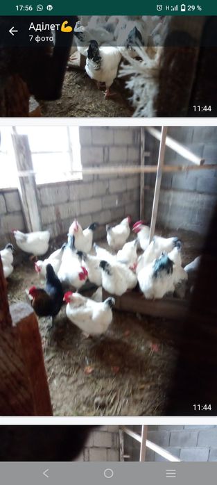 яйца инкубационные адлер серебристый