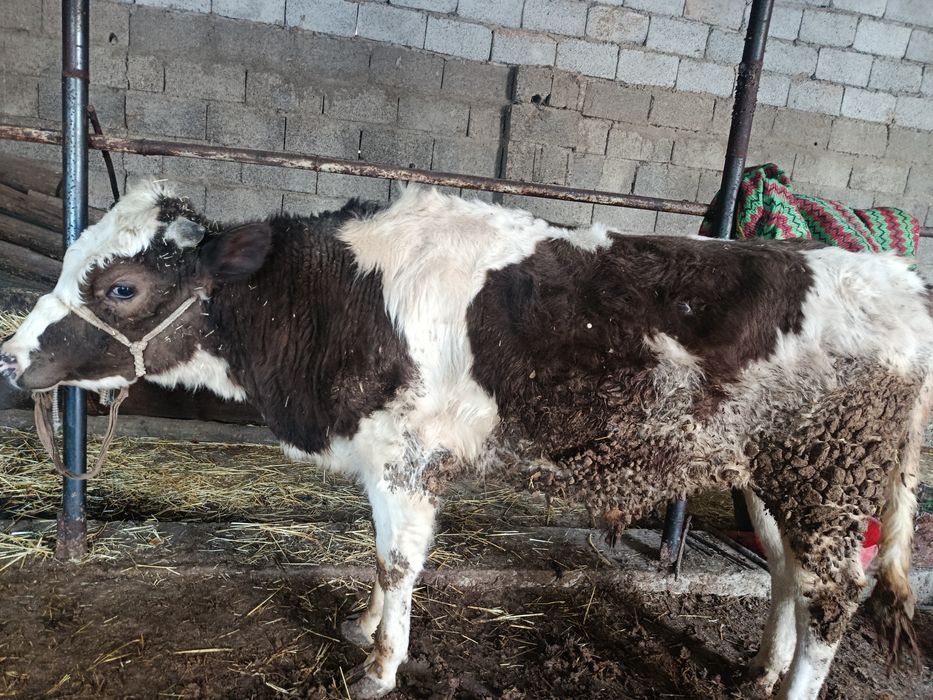 Буқа сатылады аа