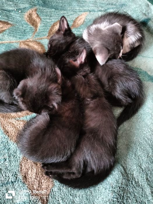 Отдам котят бесплатно