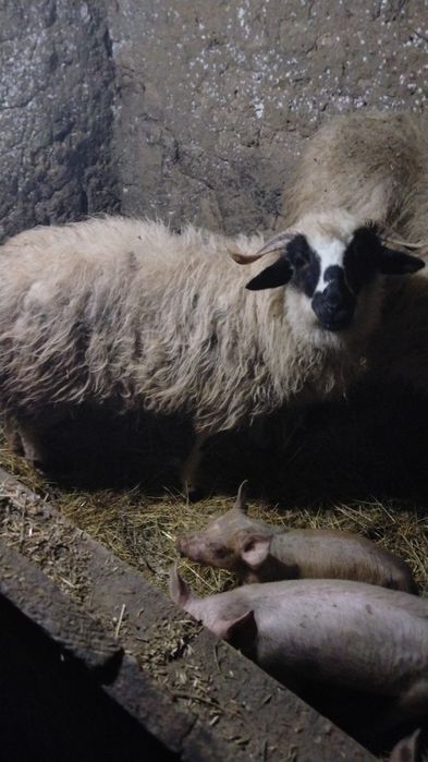 Vând tot ce se vede 35 mil .