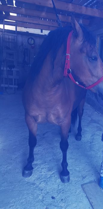 vând manza de 2 ani