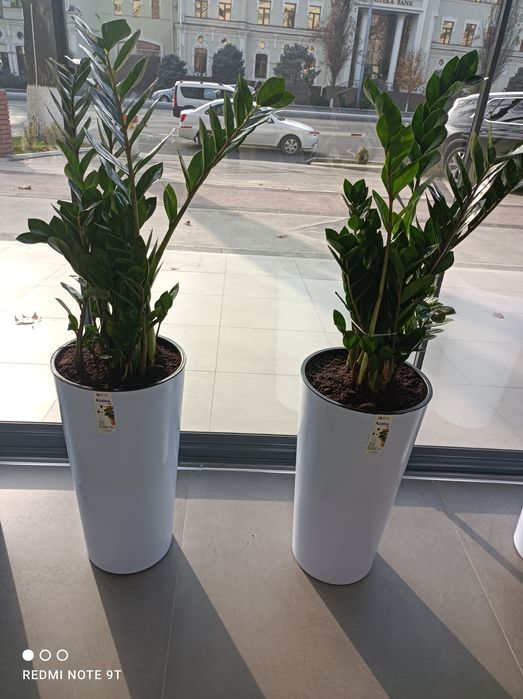 Офисные растения