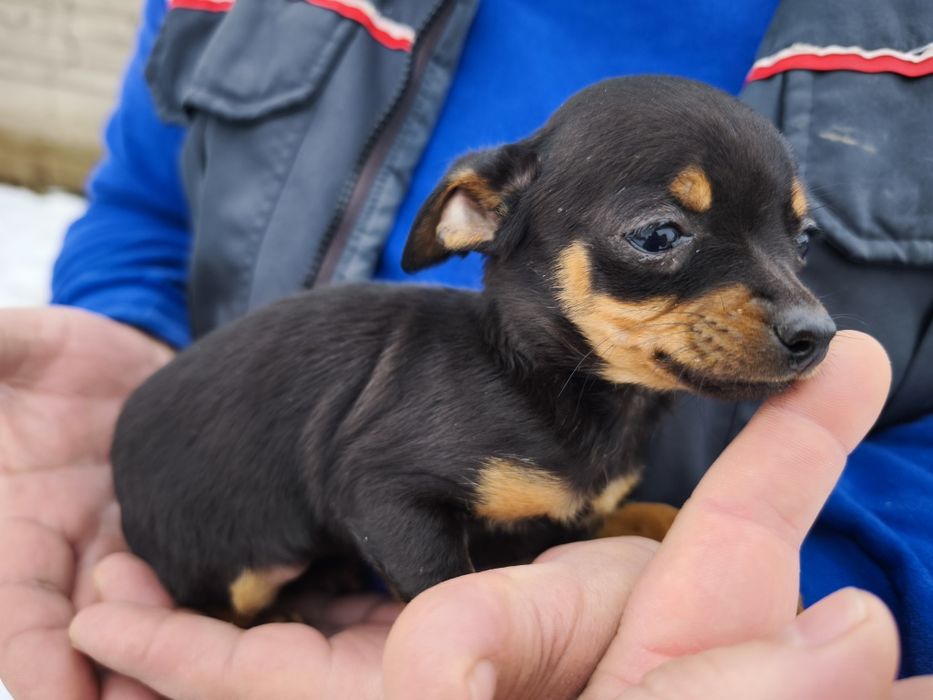 Продавам пинчери