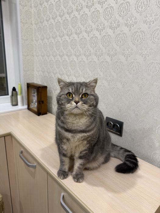 Британец кот в добрые руки