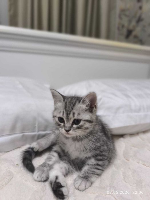Продам котят британцы