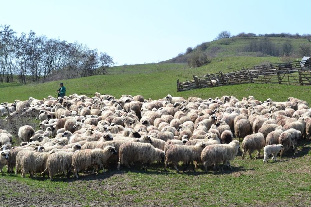Branza Capra si Oaie