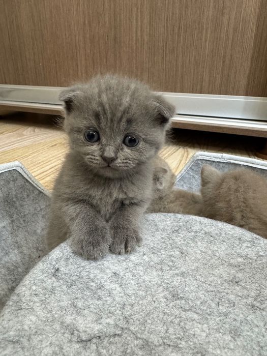 Продается котенок шотландская вислоухая