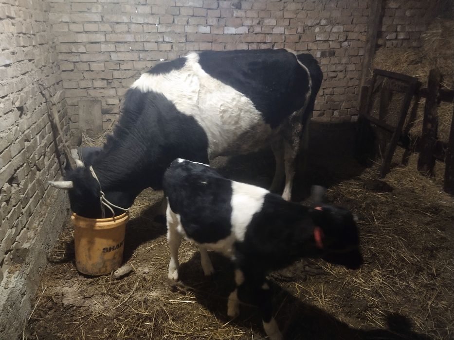 Сыйырлар сатылады